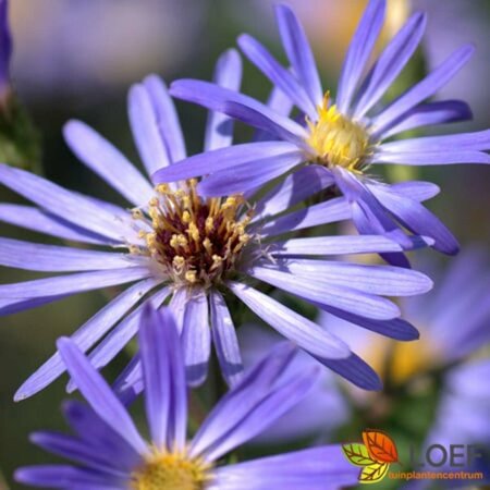 Aster cordifolius 'Little Carlow' P9 - afbeelding 4