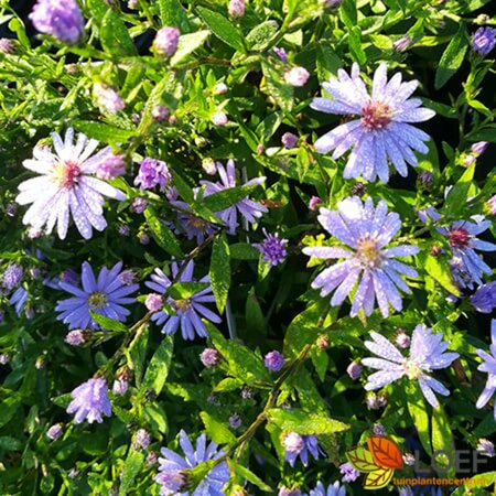 Aster cordifolius 'Little Carlow' P9 - afbeelding 5