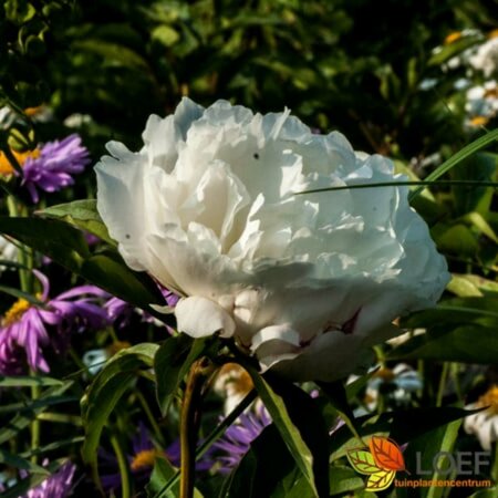 Paeonia lactiflora 'Shirley Temple' P9