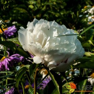 Paeonia lactiflora 'Shirley Temple' P9