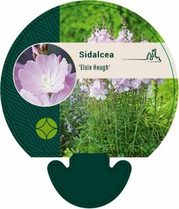 Sidalcea 'Elsie Heugh' P9 - afbeelding 2