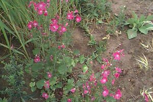 Sidalcea 'Elsie Heugh' P9 - afbeelding 1