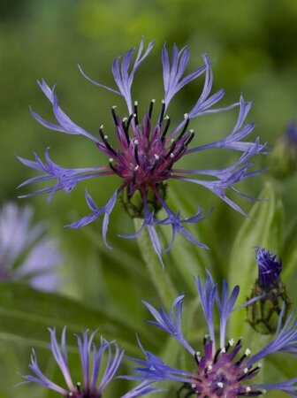 Centaurea montana 'Grandiflora' P9 - afbeelding 3