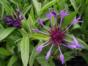 Centaurea montana 'Grandiflora' P9 - afbeelding 4