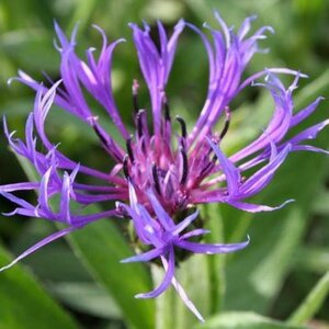 Centaurea montana 'Grandiflora' P9 - afbeelding 2