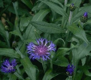 Centaurea montana 'Grandiflora' P9 - afbeelding 1