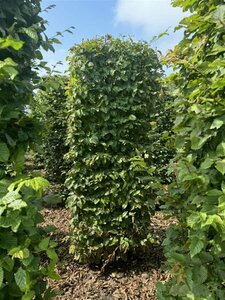 Carpinus betulus 18-20 DR. - afbeelding 4