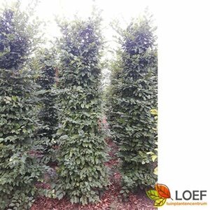 Carpinus betulus 18-20 DR. - afbeelding 9