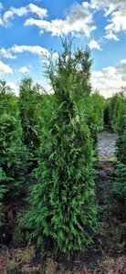 Thuja plicata 'Excelsa' 200/225 KL. - afbeelding 4