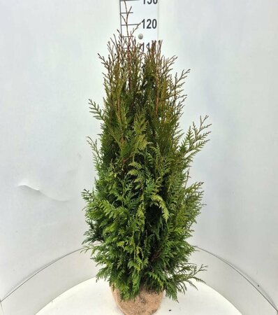 Thuja plicata 'Excelsa' 200/225 KL. - afbeelding 5