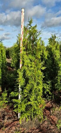 Thuja plicata 'Excelsa' 200/225 KL. - afbeelding 3