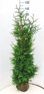 Thuja plicata 'Excelsa' 200/225 KL. - afbeelding 2