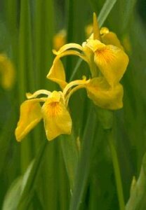 Iris pseudacorus P9 - afbeelding 2