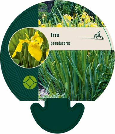 Iris pseudacorus P9 - afbeelding 3