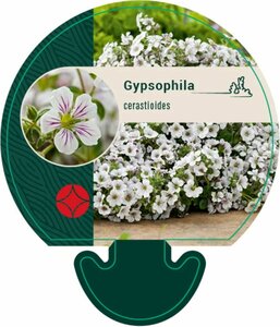 Gypsophila cerastioides P9 - afbeelding 4