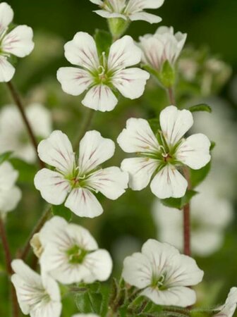 Gypsophila cerastioides P9 - afbeelding 1