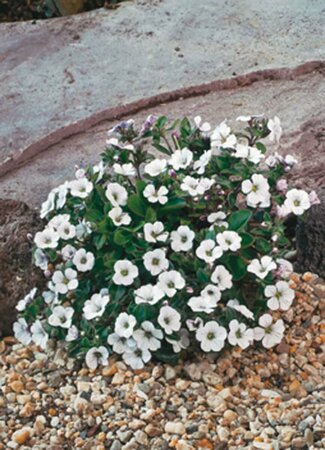 Gypsophila cerastioides P9 - afbeelding 2