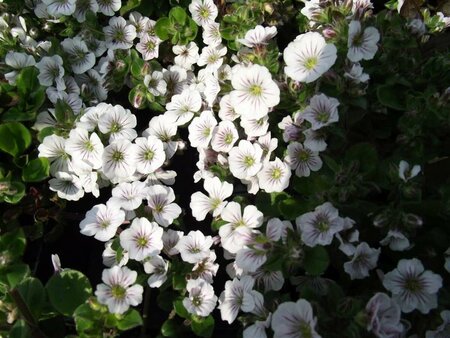 Gypsophila cerastioides P9 - afbeelding 3