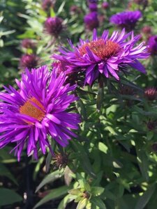 Aster novae-angliae 'Purple Dome' P9 - afbeelding 7