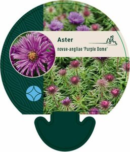 Aster novae-angliae 'Purple Dome' P9 - afbeelding 8