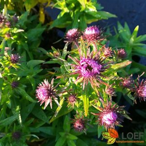 Aster novae-angliae 'Purple Dome' P9 - afbeelding 1