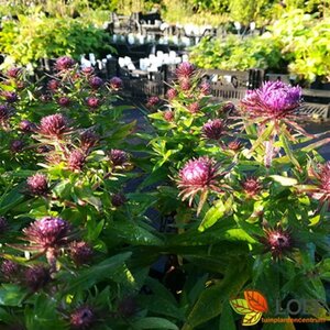 Aster novae-angliae 'Purple Dome' P9 - afbeelding 10