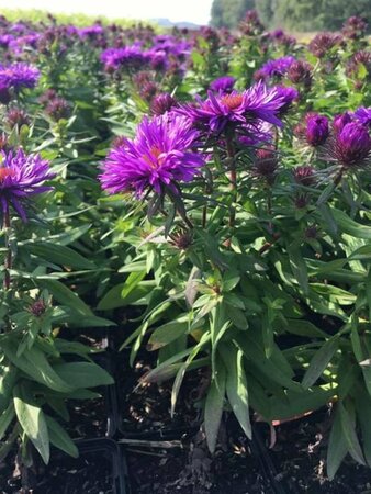 Aster novae-angliae 'Purple Dome' P9 - afbeelding 6