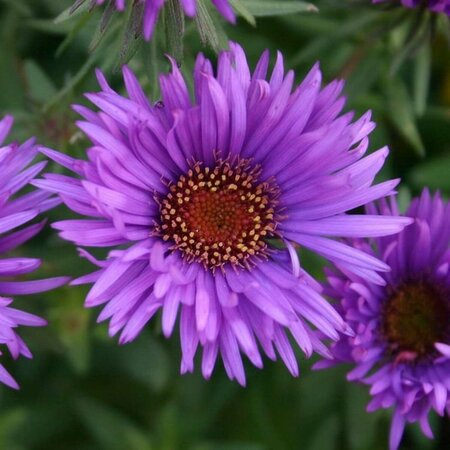 Aster novae-angliae 'Purple Dome' P9 - afbeelding 4