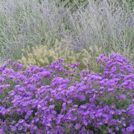 Aster novae-angliae 'Purple Dome' P9 - afbeelding 9