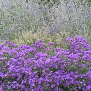 Aster novae-angliae 'Purple Dome' P9 - afbeelding 9