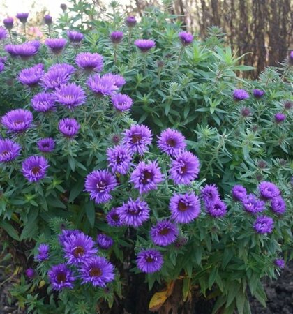 Aster novae-angliae 'Purple Dome' P9 - afbeelding 3