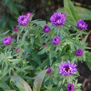 Aster novae-angliae 'Purple Dome' P9 - afbeelding 2