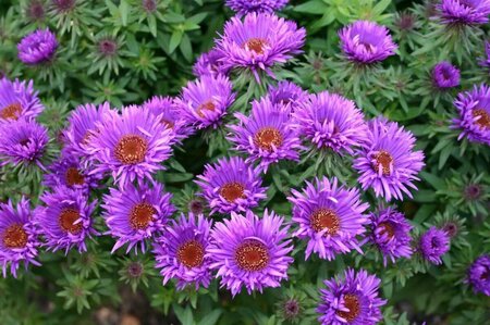 Aster novae-angliae 'Purple Dome' P9 - afbeelding 11