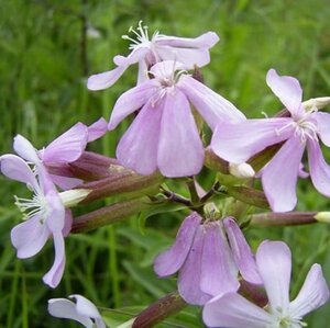 Saponaria officinalis P9 - afbeelding 2