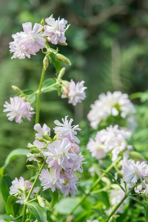 Saponaria officinalis P9 - afbeelding 3