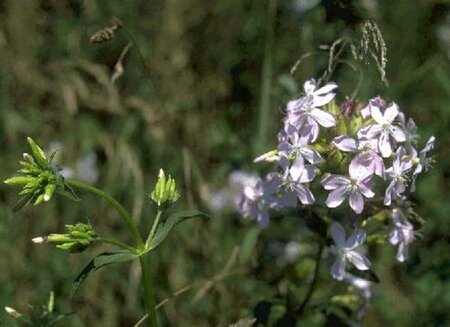 Saponaria officinalis P9 - afbeelding 1