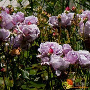 Rosa (F) 'Novalis' - afbeelding 1