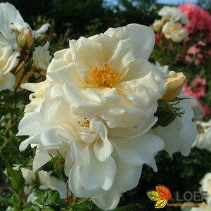 Rosa (P) 'Diamant' - afbeelding 1