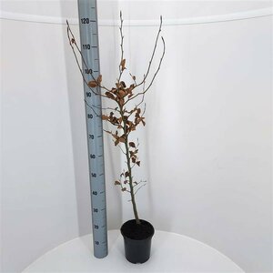 Fagus sylvatica Leischerm 120 x 210 C. - afbeelding 12