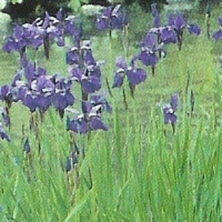 Iris sibirica P9 - afbeelding 1