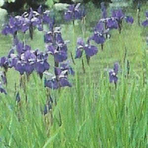 Iris sibirica P9 - afbeelding 1