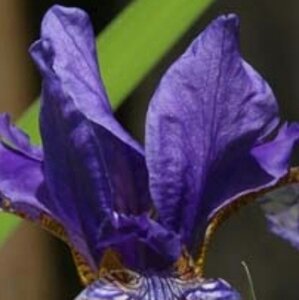 Iris sibirica P9 - afbeelding 2