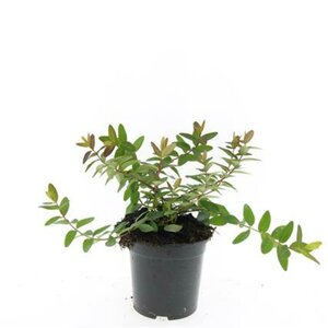 Hypericum dummeri 'Peter Dummer' C1.5 - afbeelding 2