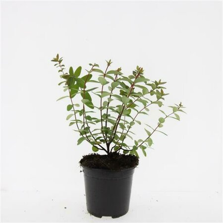 Hypericum dummeri 'Peter Dummer' C1.5 - afbeelding 5