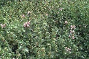 Lamium maculatum 'Shell Pink' P9 - afbeelding 1