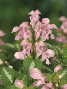 Lamium maculatum 'Shell Pink' P9 - afbeelding 2