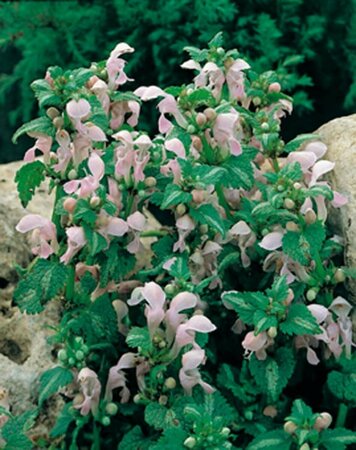 Lamium maculatum 'Shell Pink' P9 - afbeelding 3