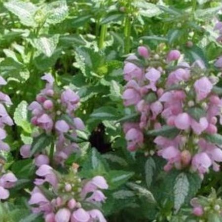 Lamium maculatum 'Shell Pink' P9 - afbeelding 4