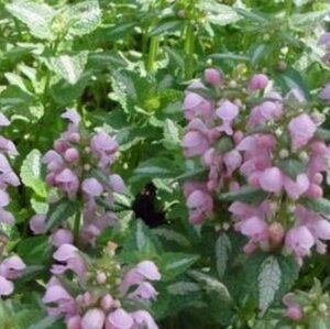 Lamium maculatum 'Shell Pink' P9 - afbeelding 4