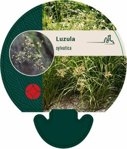 Luzula sylvatica P9 - afbeelding 1